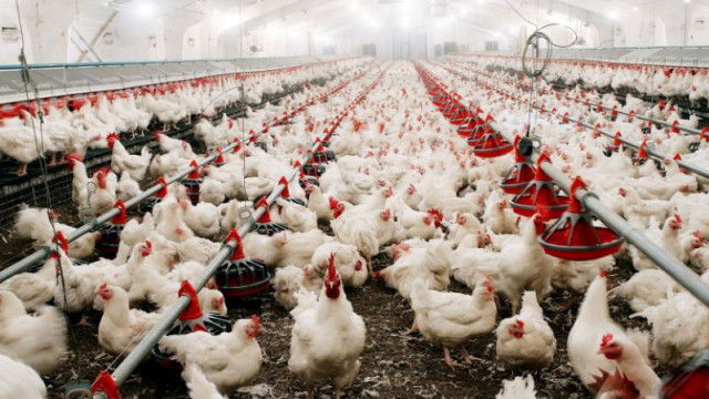 БАБХ установи две огнища на птичи грип в животински обекти